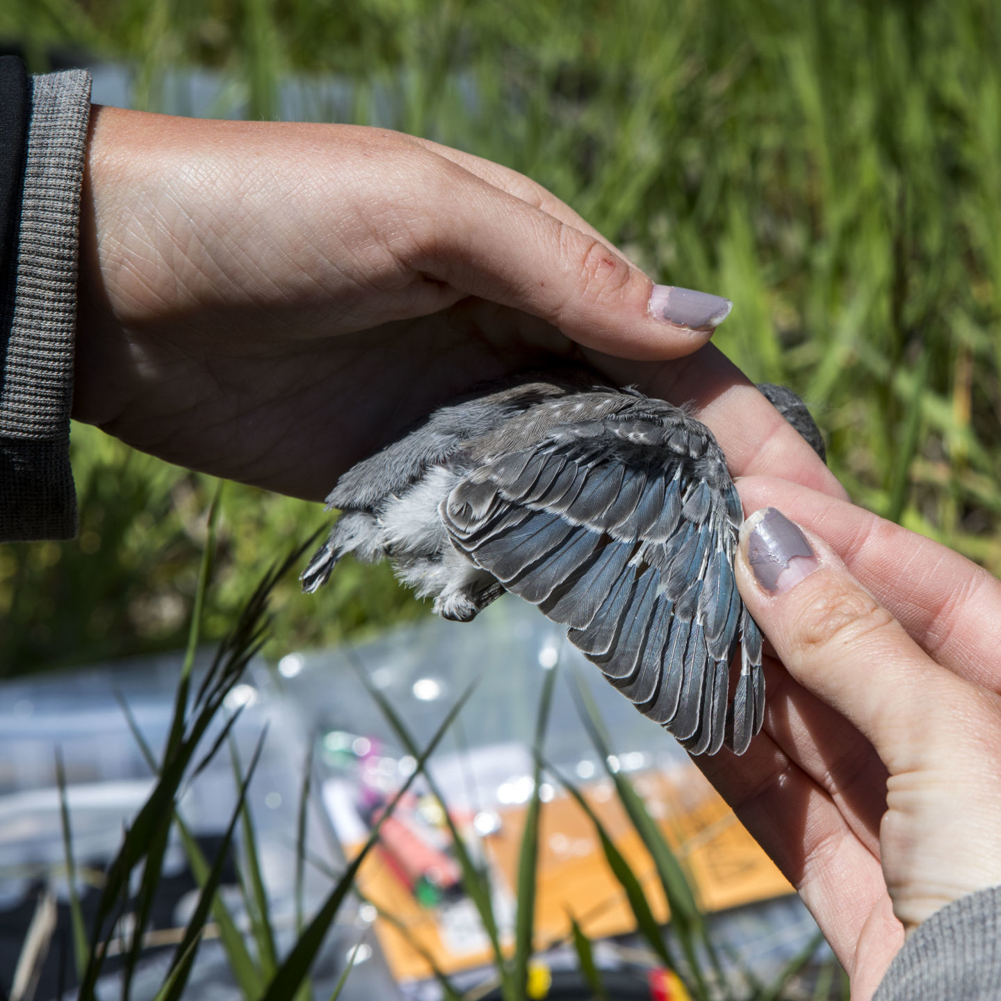 Bluebird banding